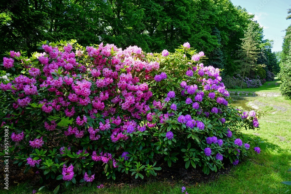 Beautiful blooming azalea - rhododendron (Rhododendron) - beautiful green areas of the city
