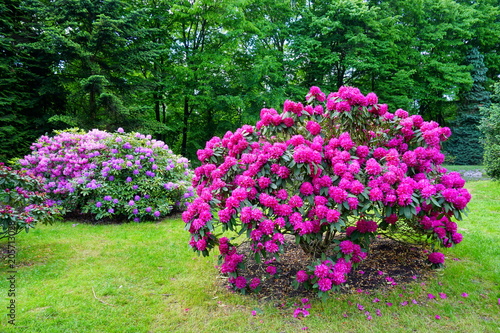 Papier peint Beautiful blooming azalea - rhododendron (Rhododendron) - beautiful green areas