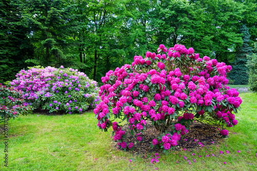 Beautiful blooming azalea - rhododendron (Rhododendron) - beautiful green areas of the city
 photo