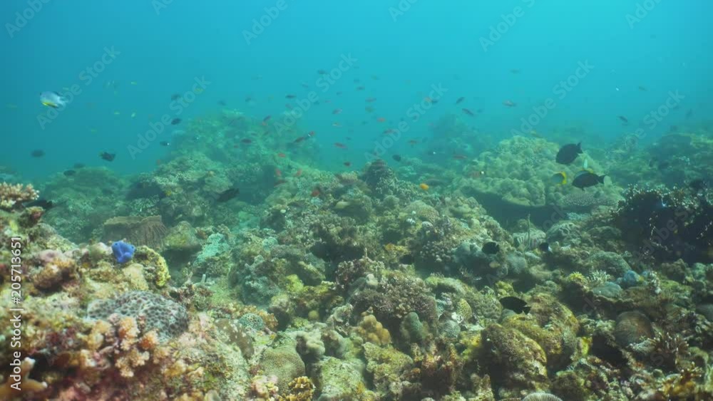 Tropical fish on coral reef at diving. Wonderful and beautiful underwater world with corals and tropical fish. Hard and soft corals. Philippines, Mindoro. Tropical fish on coral reef at diving. Wonderful and beautiful underwater world with corals and tropical fish. Hard and soft corals. Philippines, Mindoro.