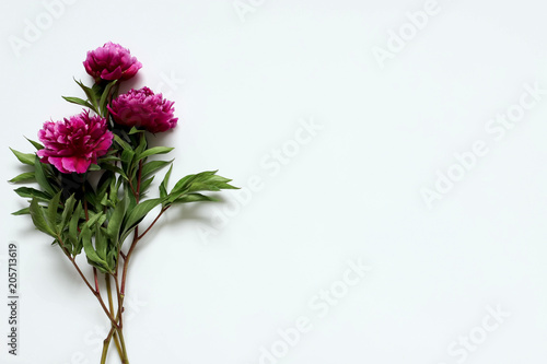 peonies on a white background