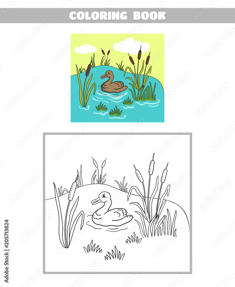 Coloring Book Pond Duck