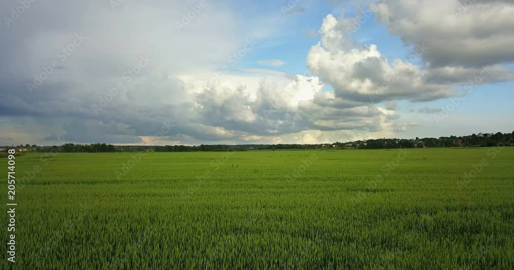 Aerial Drone Shot over Large Green Wheat Field against the background of the sky with beautiful clouds in sunny day Aerial Drone Shot over Large Green Wheat Field against the background of the sky with beautiful clouds in sunny day