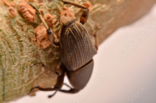 Macro shooting, macro shooting,.Apricot plump cow, adrenal glands, branched on the branches..Little black moth photo