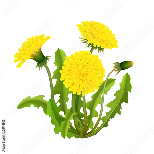 Dandelion bush realistic isolated. Spring fluffy yellow flower with leaves and stems. Vector illustration