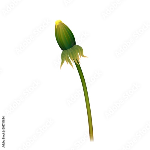 Fototapeta Naklejka Na Ścianę i Meble -  Dandelion box stem realistic isolated. Lonely closed spring flower for illustrators. Vector illustration of plant