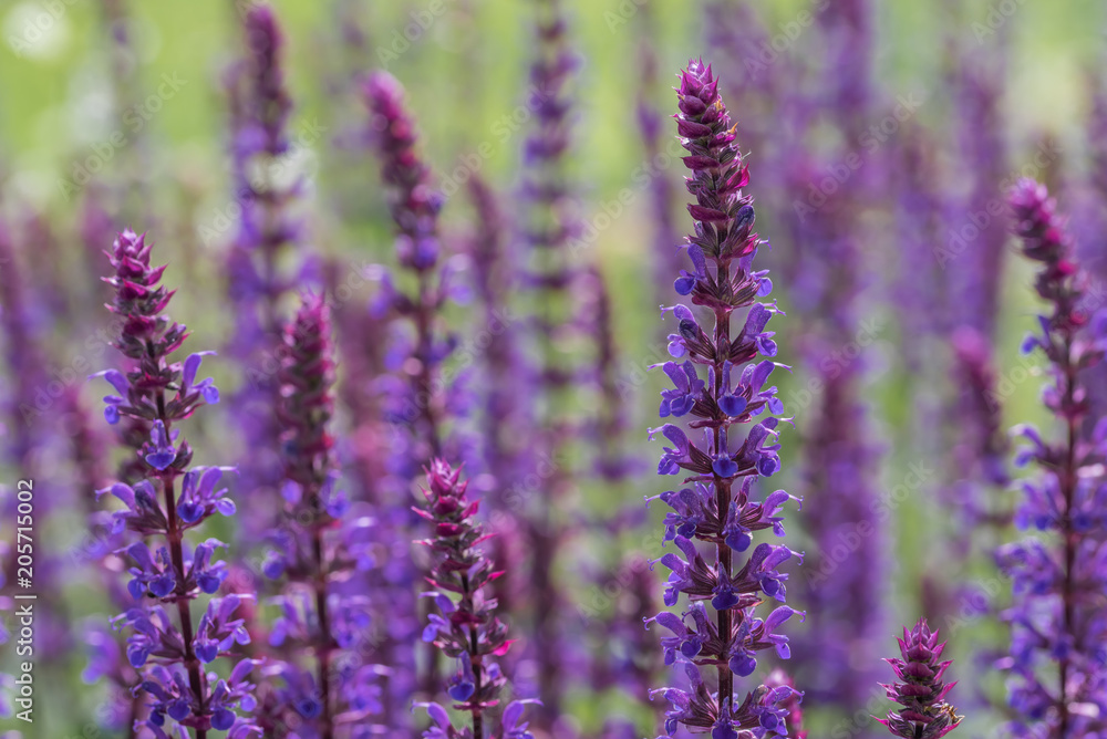 Steppensalbei oder Hain-Salbei im Garten Steppensalbei oder Hain-Salbei im Garten