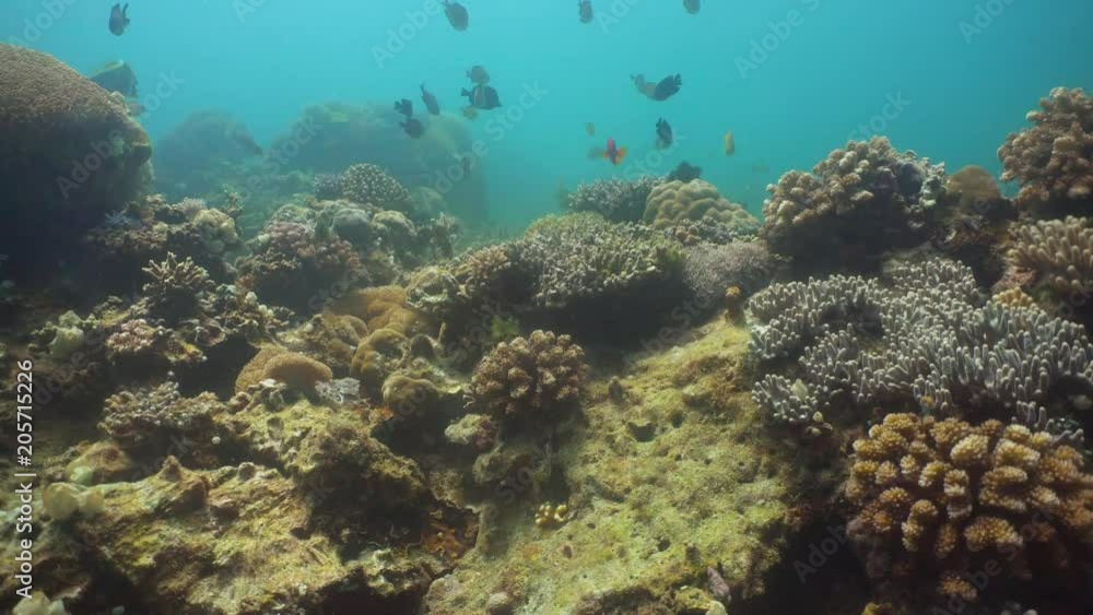 Tropical fish on coral reef at diving. Wonderful and beautiful underwater world with corals and tropical fish. Hard and soft corals. Philippines, Mindoro. Tropical fish on coral reef at diving. Wonderful and beautiful underwater world with corals and tropical fish. Hard and soft corals. Philippines, Mindoro.