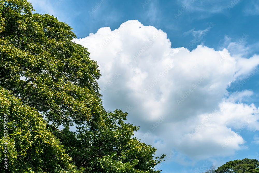 春の森林の樹木と青空と白い雲 春の森林の樹木と青空と白い雲