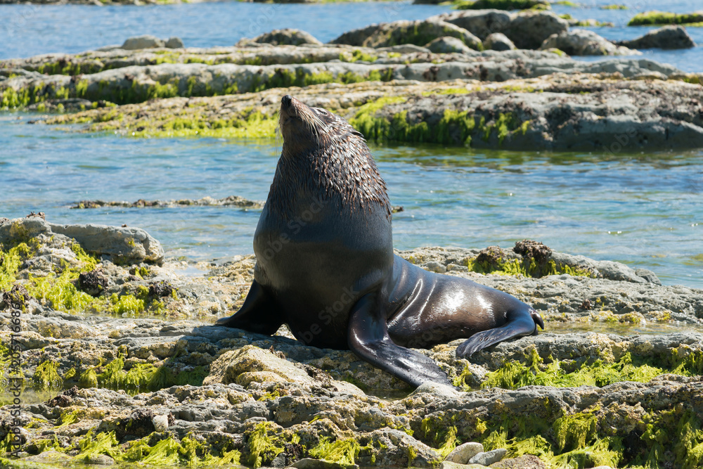 Fototapeta premium Foka siedzi na skale, Kaikoura South Island Nowa Zelandia naturalne życie morskie