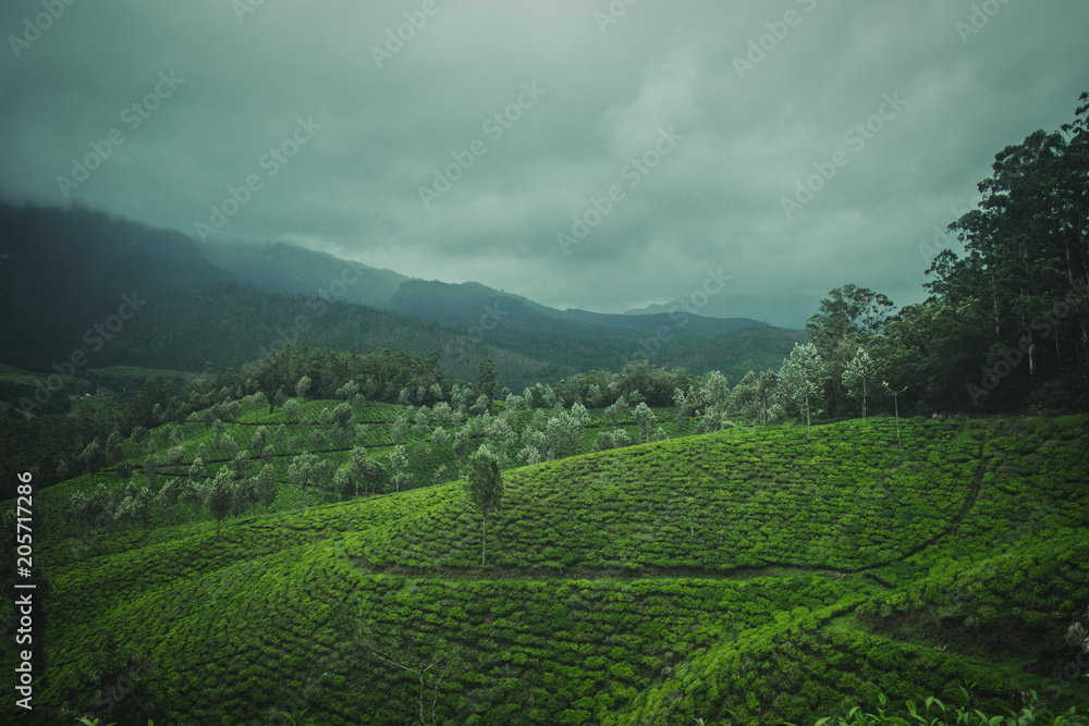 Naklejka premium View of tea plantations