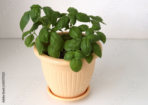 Basil grows in a pot