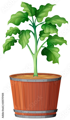 Plant Growing the Pot