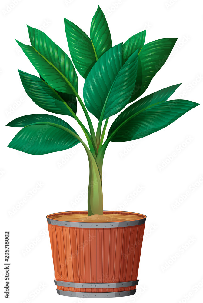 Small Plant in the Pot Small Plant in the Pot