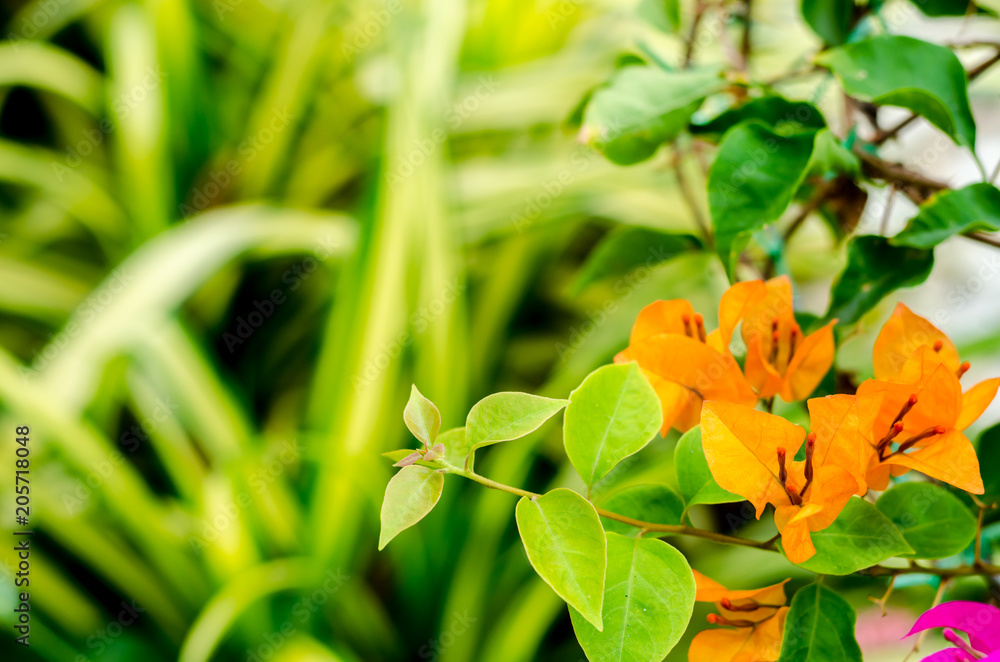 Bougainvillea flowers in garden on green background