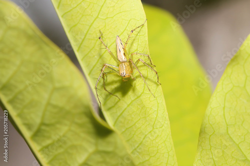 Macro of Green Spider jumping on the green leaf