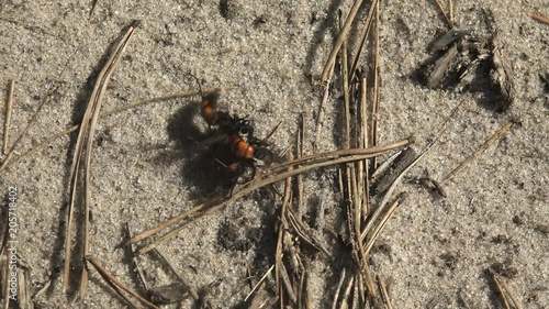 Spider-hunting wasp Anoplius dragging spider larger than herself backwards across sandy heath continue offspring or food. Rapid movement of insects pompilid wasps with red-bellied low above ground photo