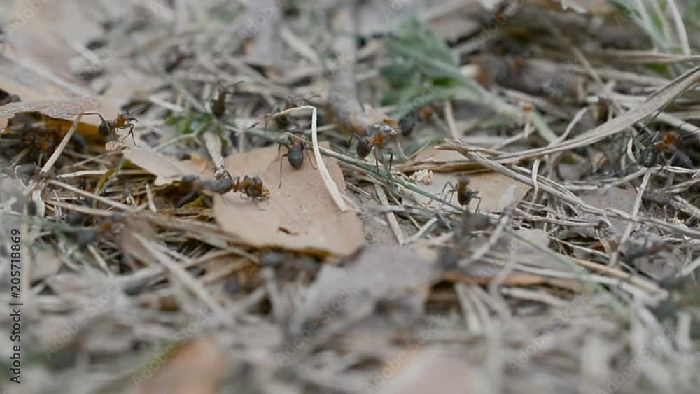 wild life Belarus, Europe: Colony Of Ants close up wild life Belarus, Europe: Colony Of Ants close up