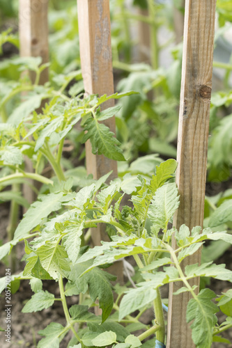 Young tomato plants at a wooden pin.