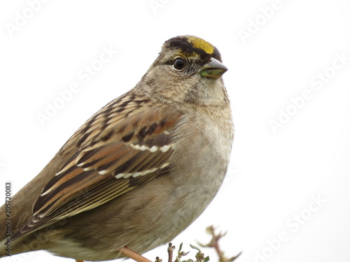Golden-crowned Sparrow portrait
