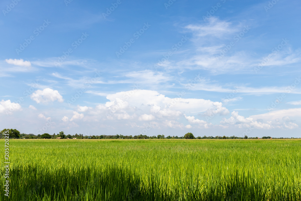 Beautiful view of green field and blue sky. View of paddy field. Unmilled rice. Rice farm
