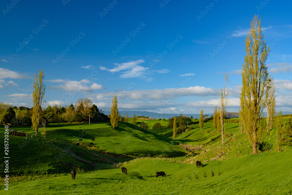 Green hill with cattle and blue sky, view of New Zealand
