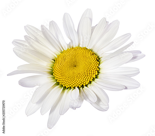 chamomile flower isolated with clipping path