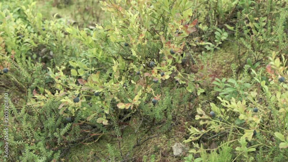 Bushes of blueberries with berries in the forest. Bushes of blueberries with berries in the forest.