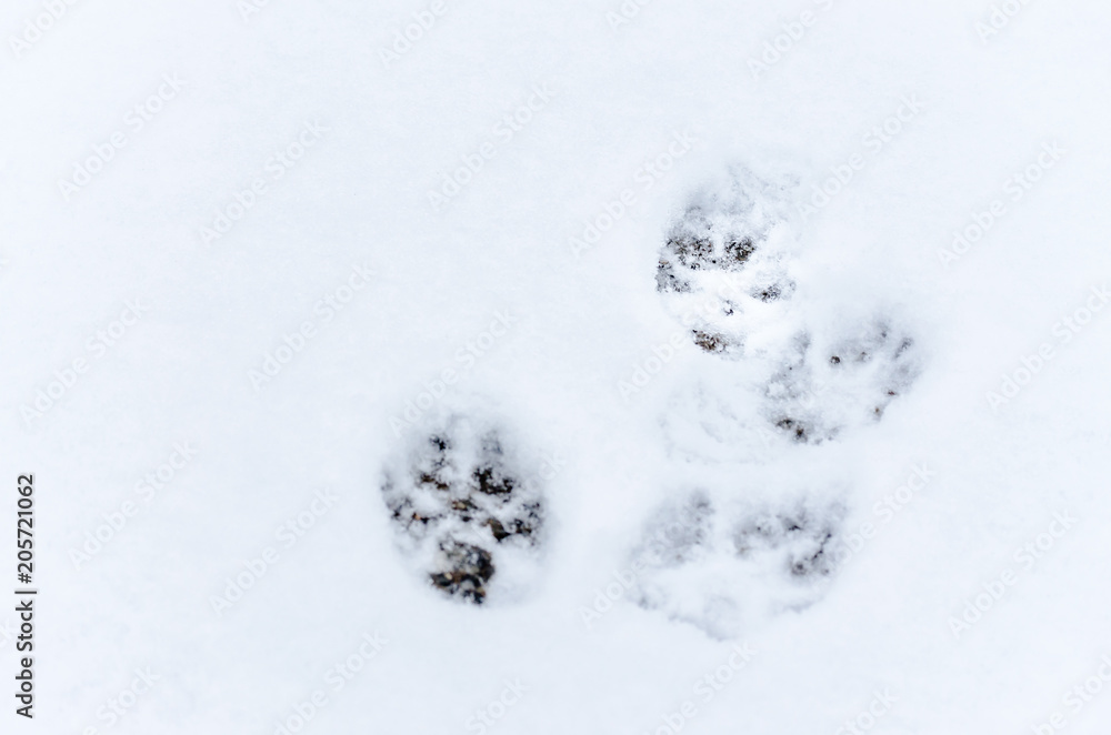 Traces of dog tracks in the snow 