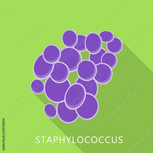 Staphylococcus icon. Flat illustration of staphylococcus vector icon for web design