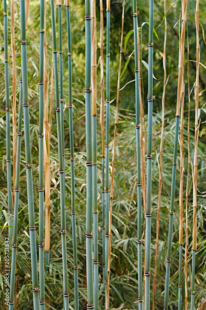 Obraz premium The background image - a close up of young branches of a bamboo of slightly turquoise color, in front of the background of the bright green jungle.