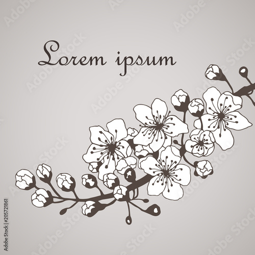 Background of a flowering apricot branch.