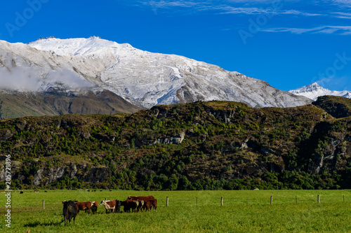 Cattle on the grass with snow mountain, view of South Island, New Zealand