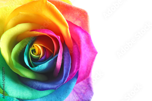 Amazing rainbow rose flower on white background #205722019