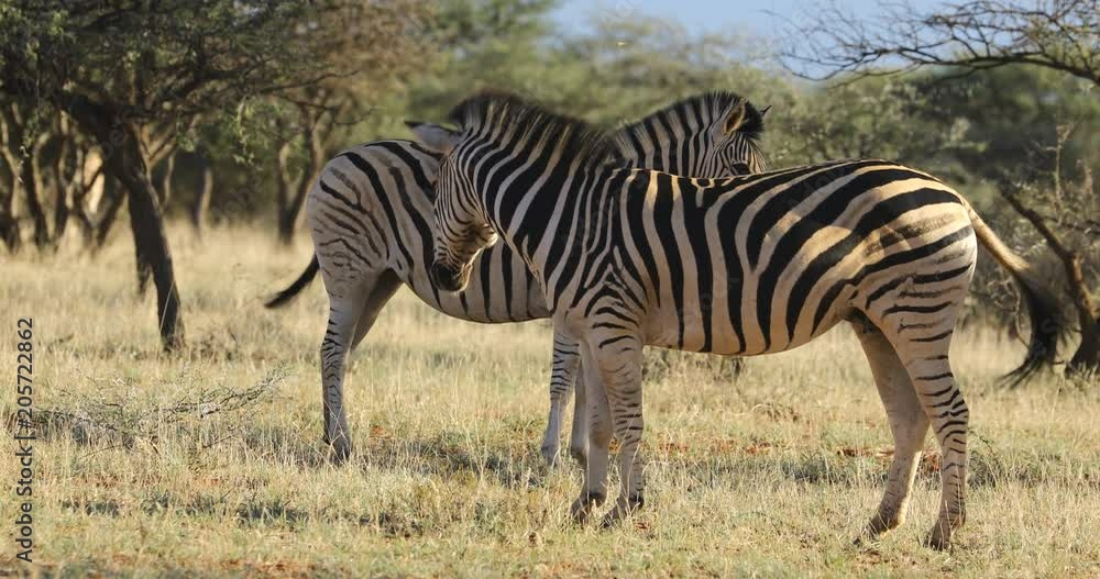 Plains zebras (Equus burchelli) in natural habitat, Mokala National Park, South Africa Plains zebras (Equus burchelli) in natural habitat, Mokala National Park, South Africa