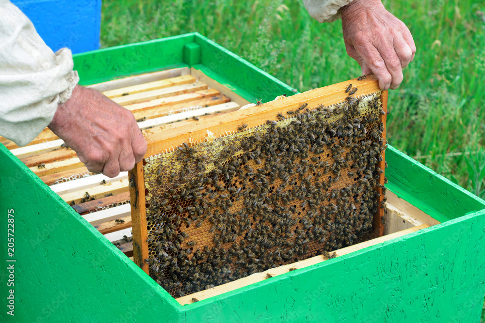 The beekeeper examines bees in honeycombs. In the hands of a honeycomb with honey. The beekeeper examines bees in honeycombs. In the hands of a honeycomb with honey.