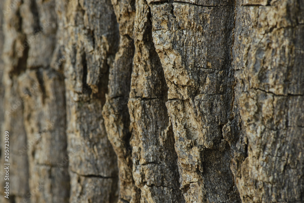 Brown tileable texture of the old tree Brown tileable texture of the old tree