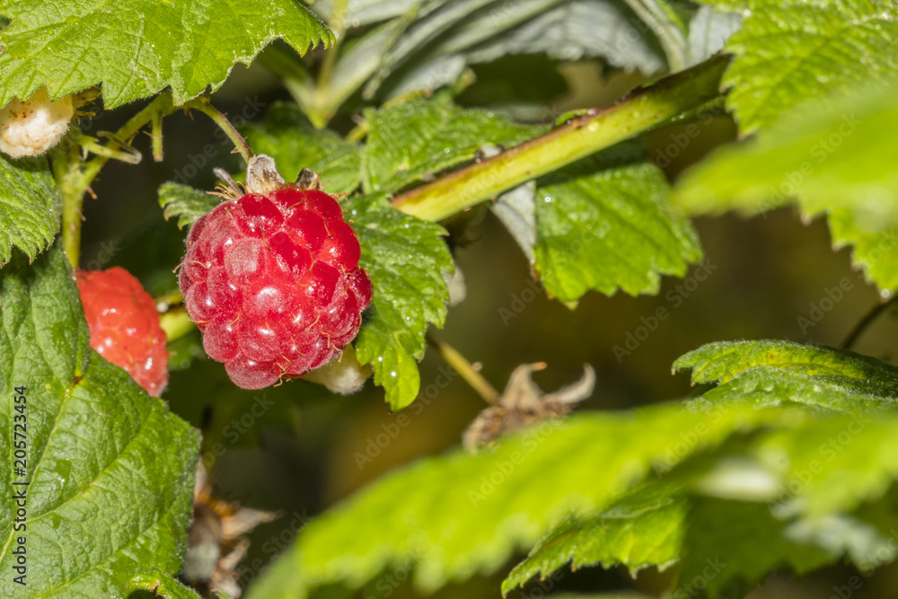 wet raspberry berry after rain wet raspberry berry after rain