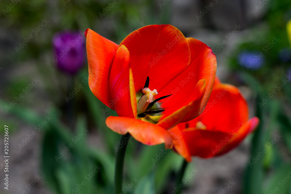 summer is very happy with bright colors