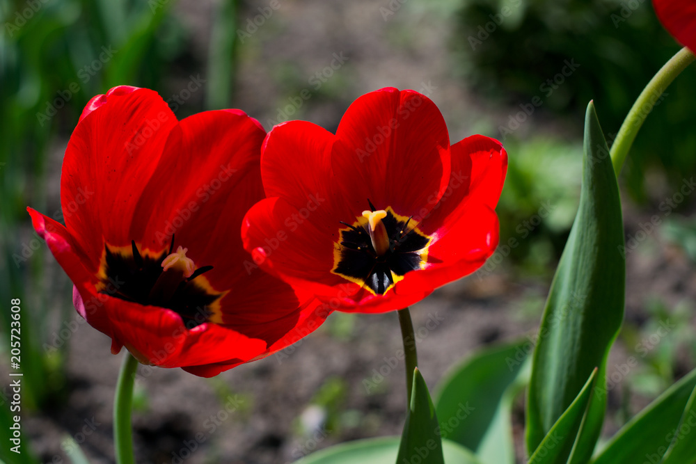 plants grow beautifully and quickly plants grow beautifully and quickly