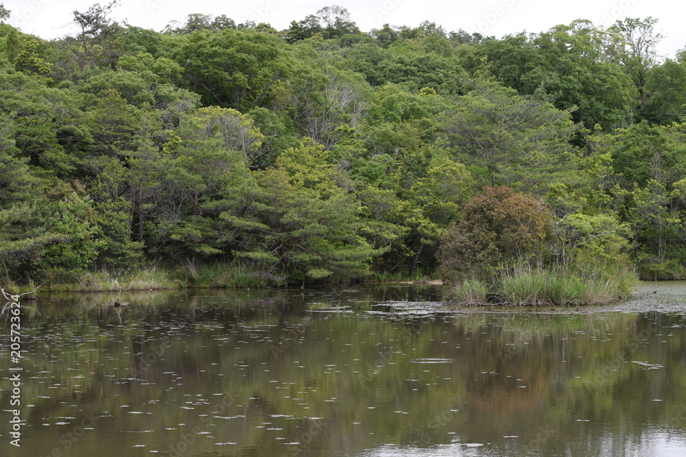 公園の池 公園の池