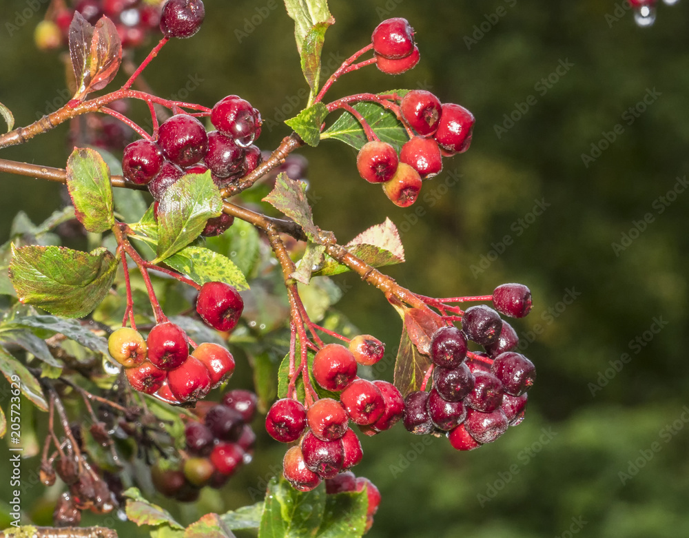 Close up fresh red aronia berries hang branch rain drops Close up fresh red aronia berries hang branch rain drops