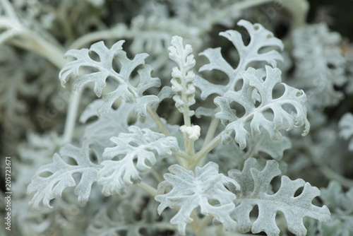 Fotografi Top view of dusty miller plant