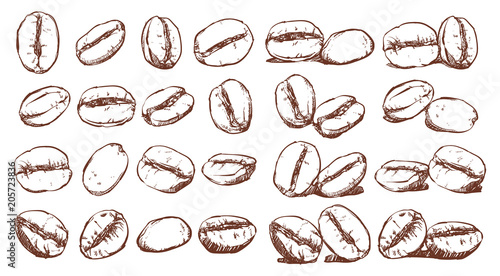 Coffee beans, sketch, vector drawing set, Ingredient, Doodle design
