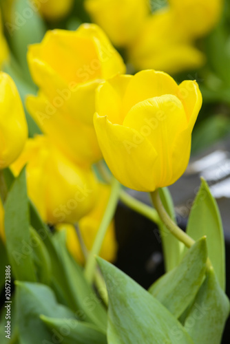 Beautiful yellow tulip flower