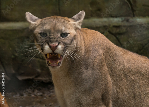 puma cougar angry Snarling