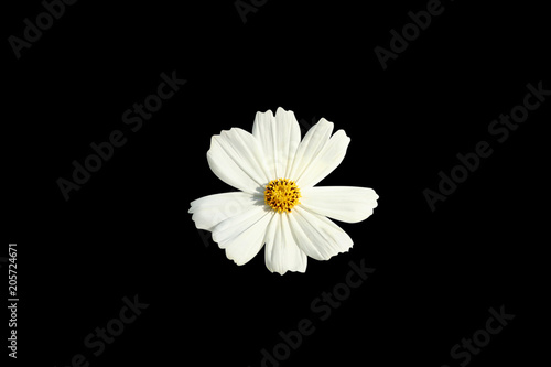 White flowers blooming,Mexican Aster bipinnatus isolated on black background