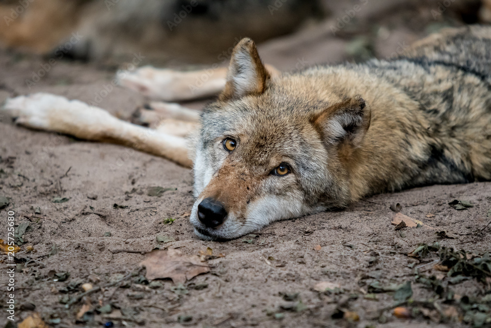 Fototapeta premium Grauwolf