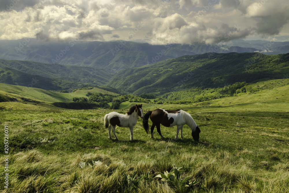 Meet wild horses in the afternoon walk on the mountain.