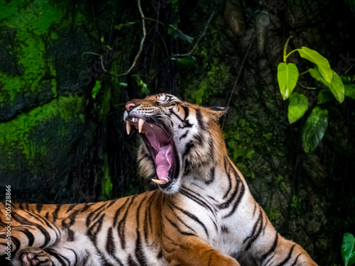 Beautiful Bengal tiger  queen tiger in forest show action nature.